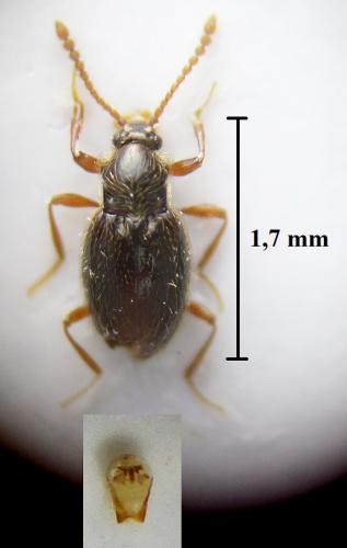 Neuraphes angulatus